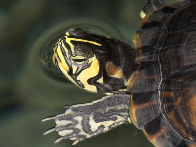 Geelbuikschildpad - De Zonnegloed - Dierenpark - Dieren opvangcentrum - Sanctuary